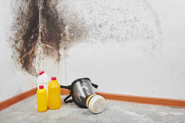 Best Toxic Mold Removal  in Benwood, WV