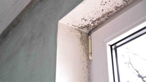 Best Mold Damage Repair  in Benwood, WV