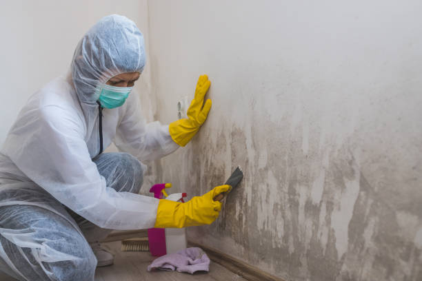 Best Mold Remediation  in Benwood, WV