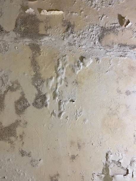 Best Mold Removal Company Near Me  in Benwood, WV