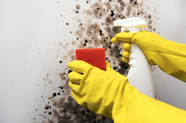 Best Fast Mold Removal  in Benwood, WV