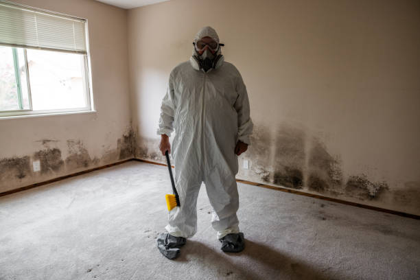 Best Commercial Mold Removal  in Benwood, WV