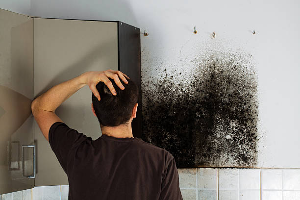 Best Certified Mold Removal  in Benwood, WV