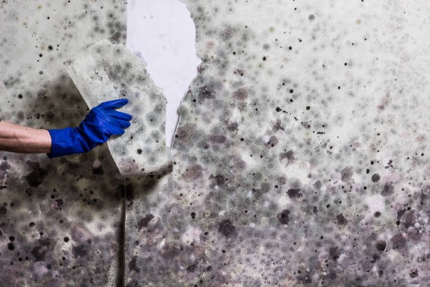 Best Attic Mold Removal  in Benwood, WV