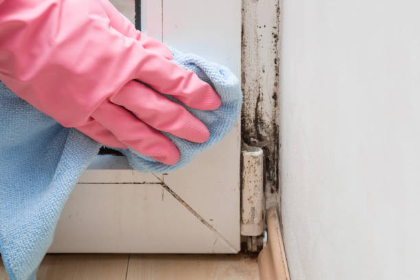 Best Mold Cleaning Services  in Benwood, WV